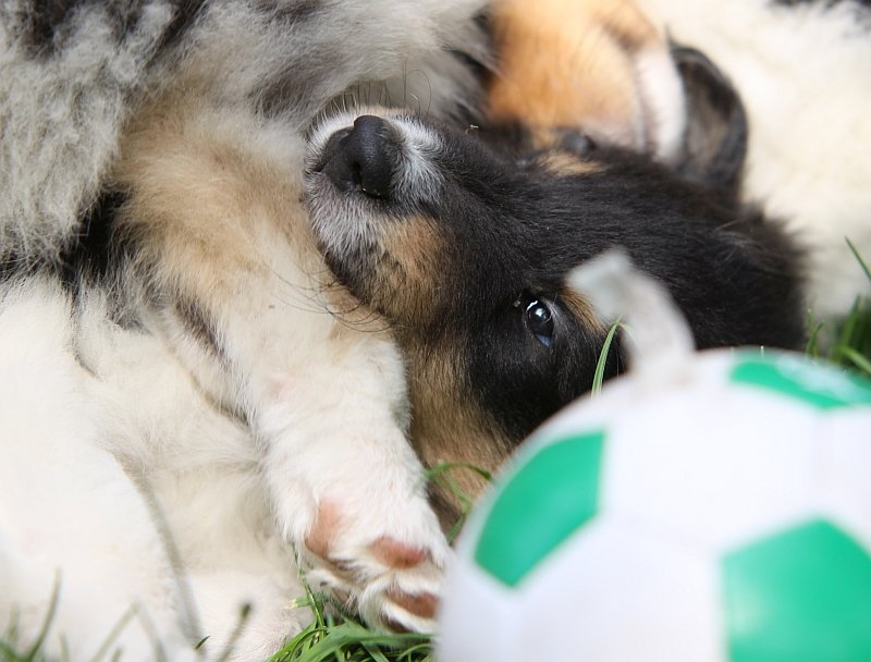 Commander Carl Chekov