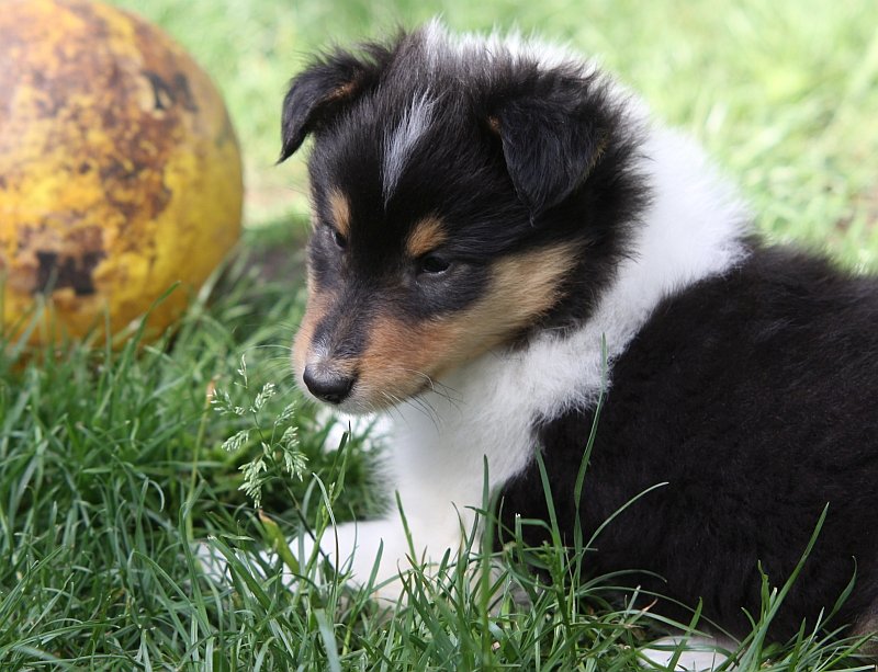 Commander Carl Chekov